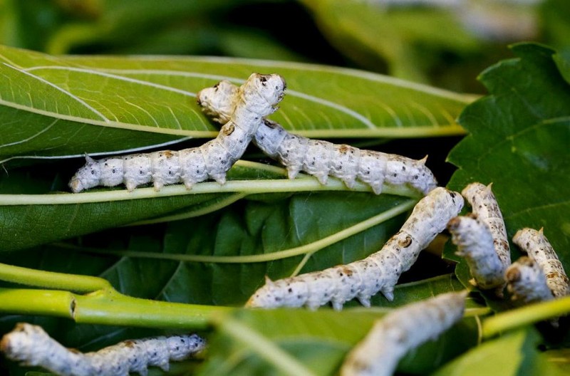 Шелковичные черви питаются только листьями белой шелковицы