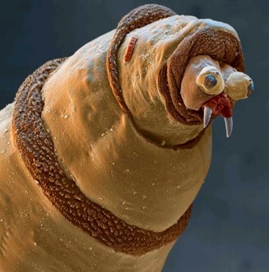 11. Личинка синей мухи под микроскопом