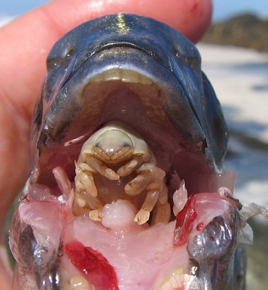8. Паразит Cymothoa exigua, сжирающий язык рыбы и заменяющий его собою, сидит в ожидании пищи