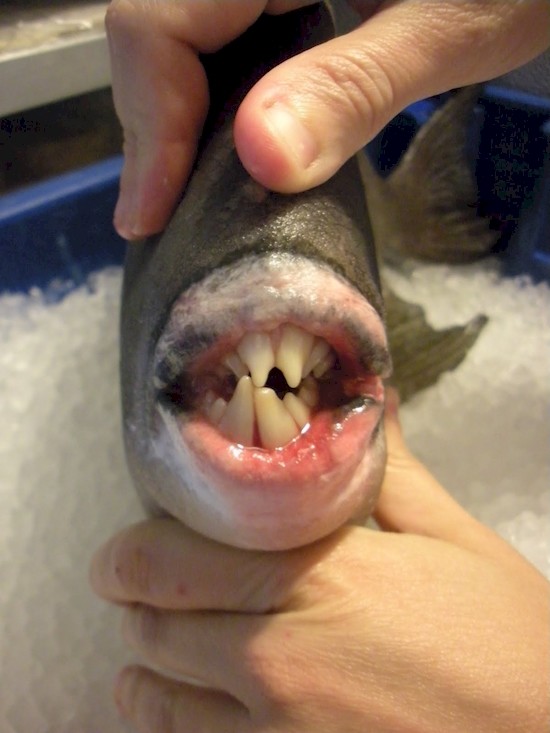 3. Зубы у этой рыбы семейства спинороговых - почти как у человека!