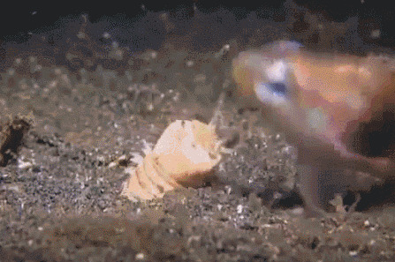 10. Вот такие вещи происходят на дне океана: охота гигантского кольчатого червя