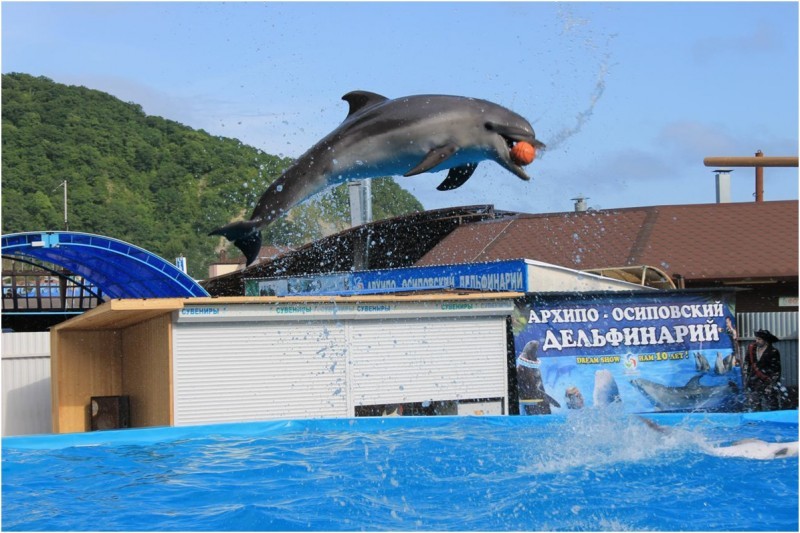 Дельфинарий геленджик фото