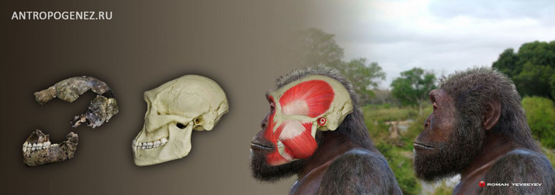 8. Новый вид раннего Homo.
