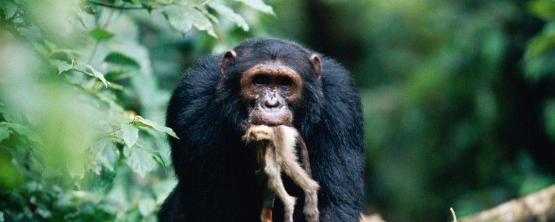 7. Шимпанзе истребляет другие виды обезьян.