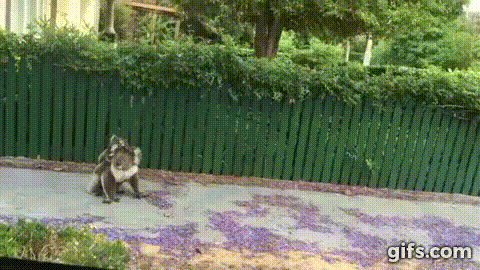 Мама Коала гуляет с малышом