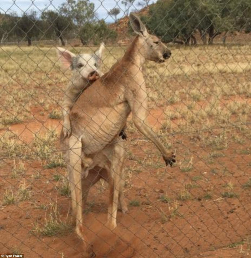 Жизнь - сложная штука: в Австралии гусь-вуайерист подсматривал за занимавшимися сексом свиньей и кенгуру