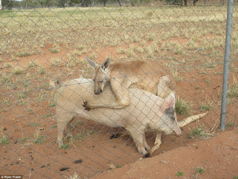 Жизнь - сложная штука: в Австралии гусь-вуайерист подсматривал за занимавшимися сексом свиньей и кенгуру