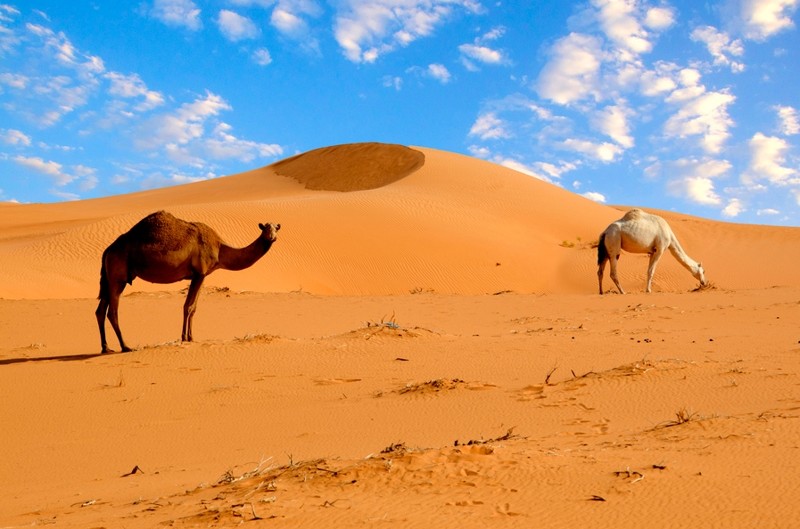 Миф: Самая большая пустыня на Земле — Сахара.