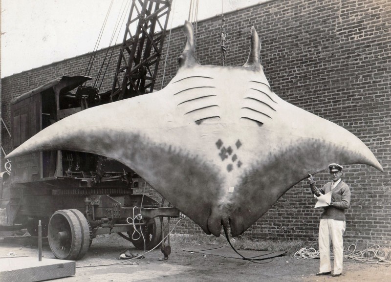 2267-килограммовый скат - самый большой из когда-либо пойманных в мире. Это произошло у берегов Нью-Джерси в 1933 году.