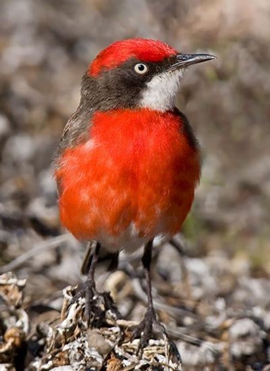 Птички С Красными Грудками Фото