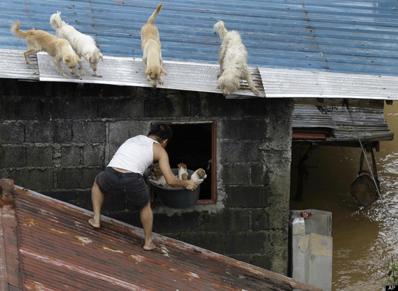 14. Мужчина, спасший четверых щенят во время наводнения на Филиппинах