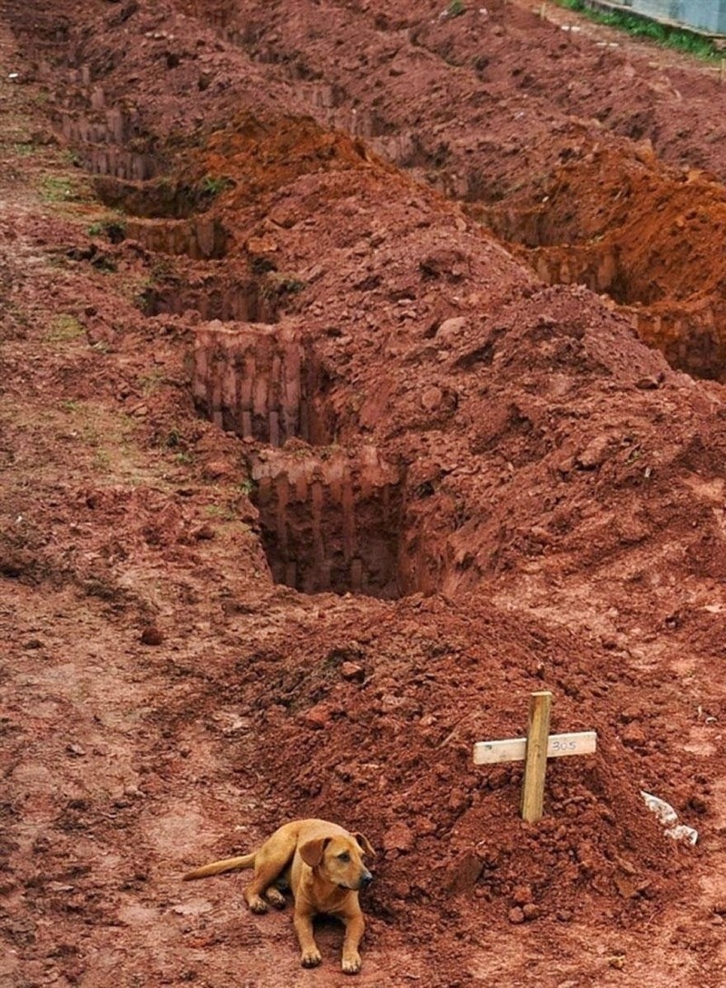3. Собака по кличке Леао у могилы своего хозяина, погибшего из-за оползня неподалеку от Рио-де-Жанейро