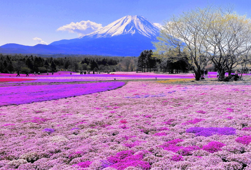 15. И гора Фудзияма весной