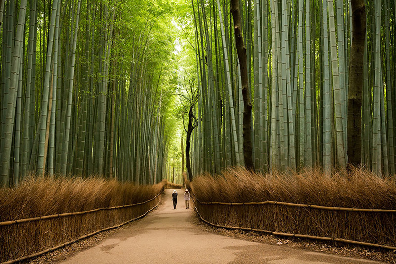 1. Бамбуковая роща Сагано, парк Арасияма на юго-западе префектуры Киото