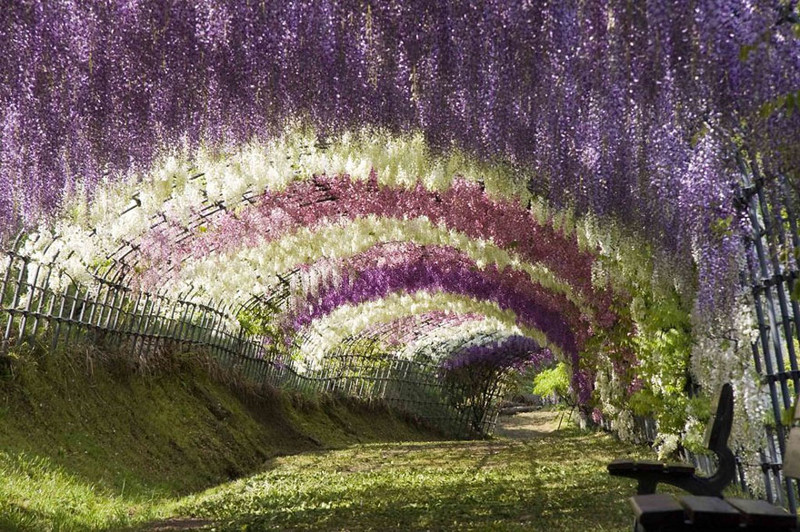 5. Тоннель из глициний Вистерия в японском саду цветов Кавати Фудзи