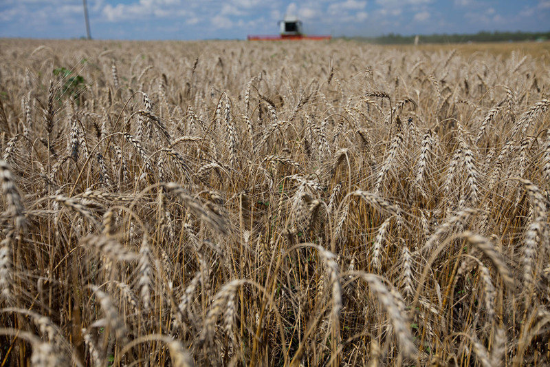 10. Россия заняла первое место в мире по экспорту пшеницы