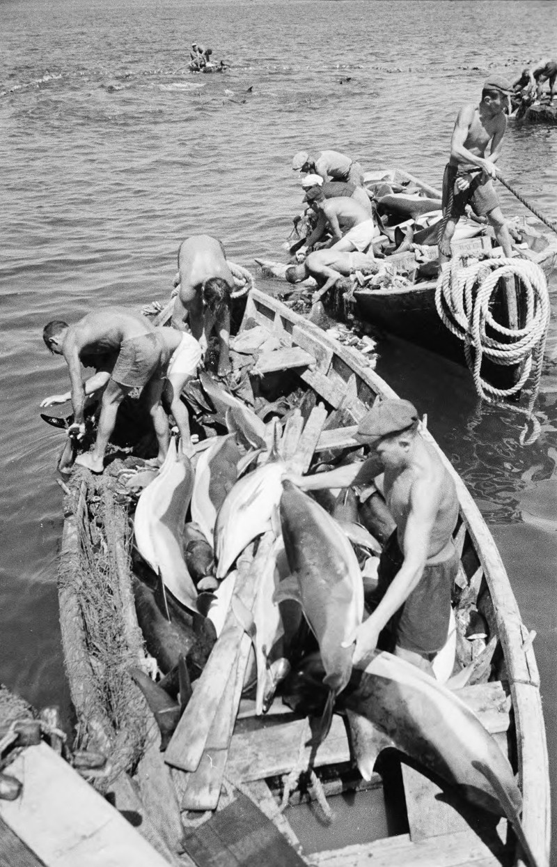  Ловля дельфинов в Туапсе