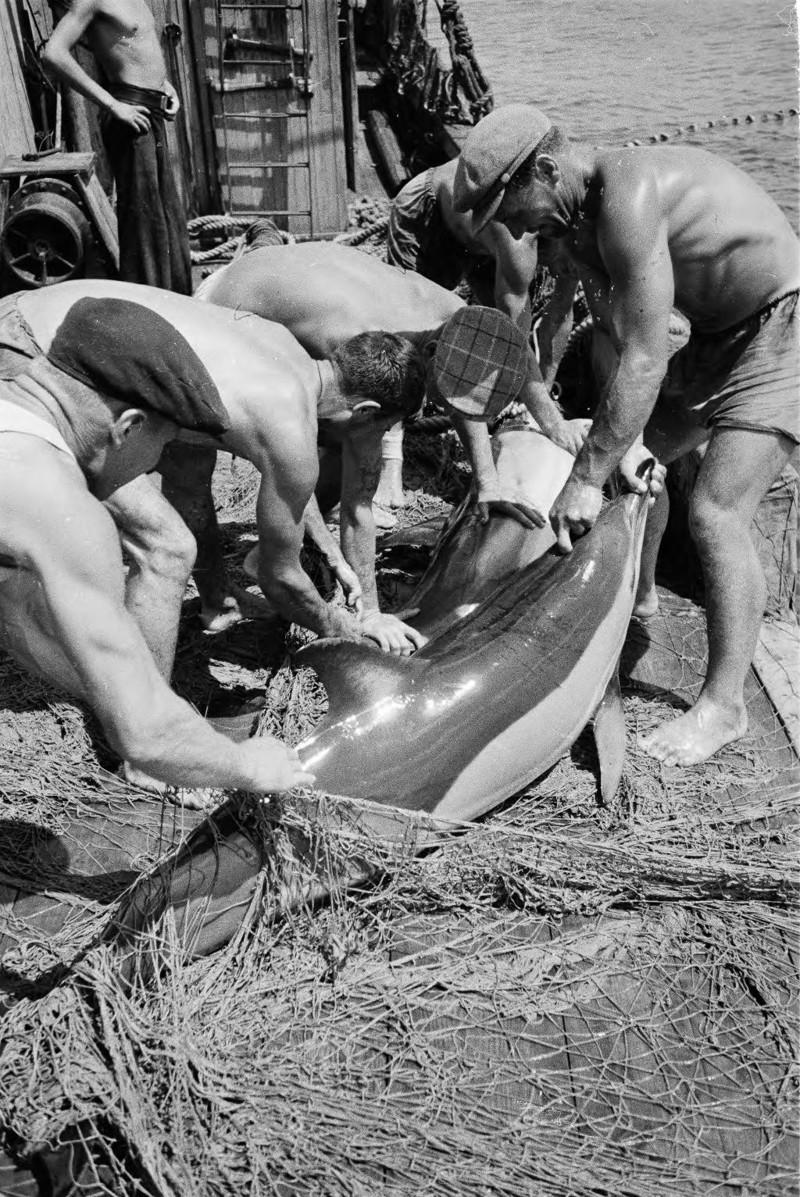  Ловля дельфинов в Туапсе