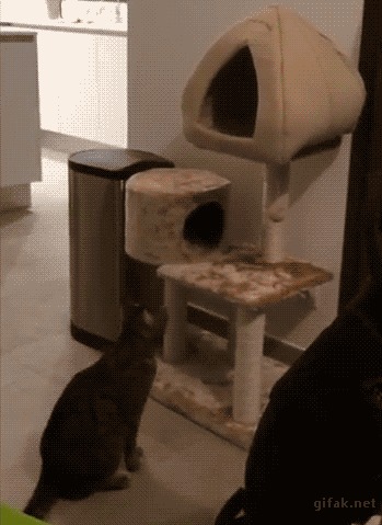 А потом они удивляются почему кошки больше любят коробки