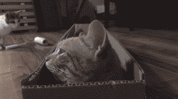 У кота шило в одном месте
