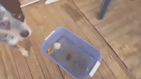 Догадалась как мяч достать