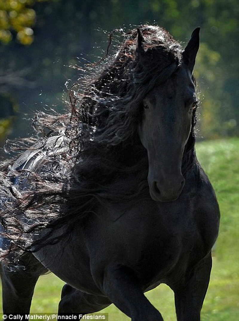 Фотография черного коня