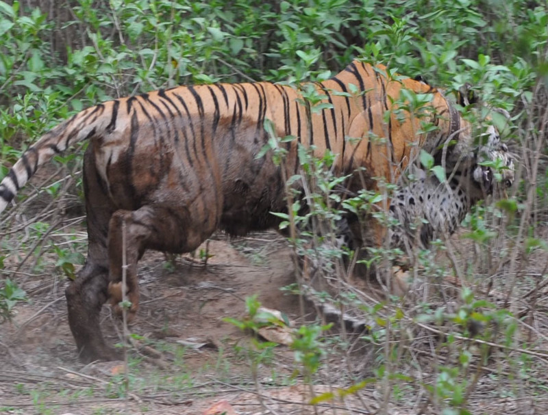Тигрица на глазах у туристов загрызла леопарда