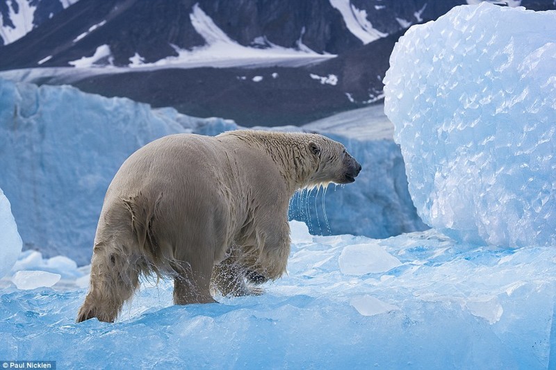 Белый медведь в Арктике.