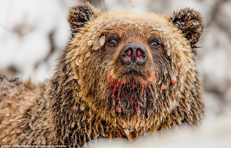 Удивительная жизнь медведей, подсмотренная известным фотографом в лесах Канады и в Арктике