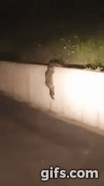 Командная работа енотов