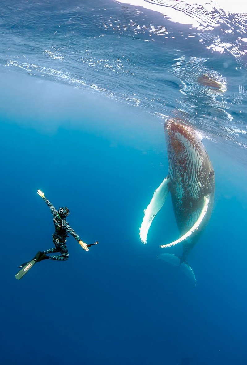 Встреча с китом 