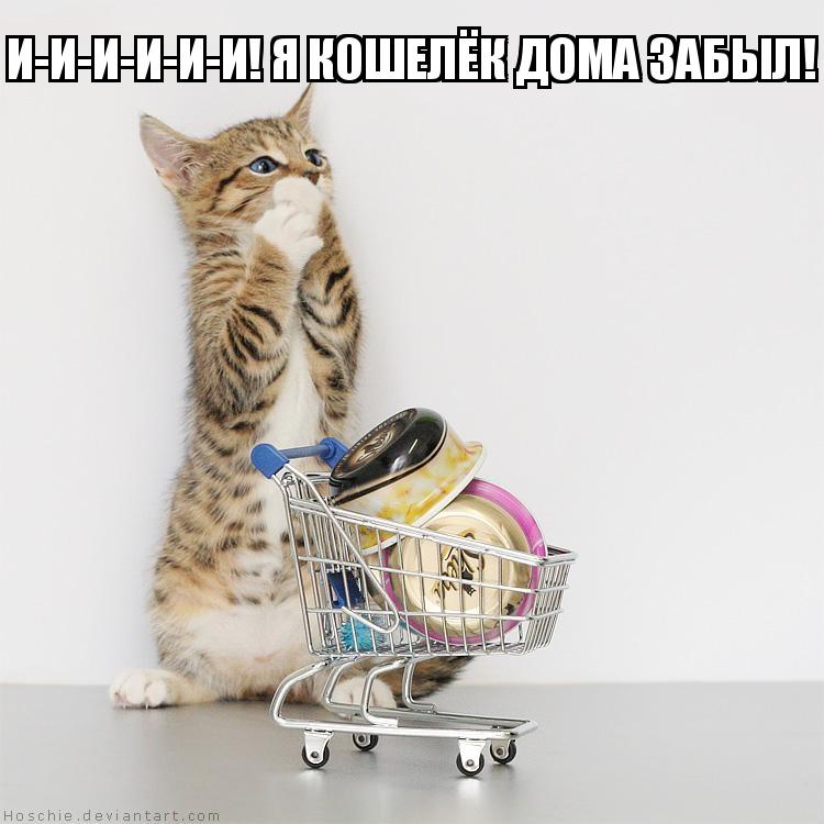 Cat shopping. Кошка с тележкой. Кот идет в магазин. Кошка с покупками. Вещи с котиками.