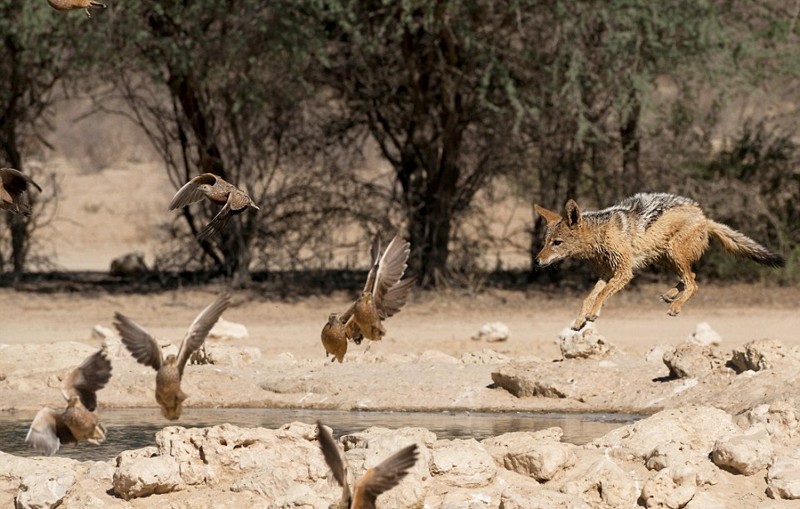 Полет шакала во время охоты на рябчиков