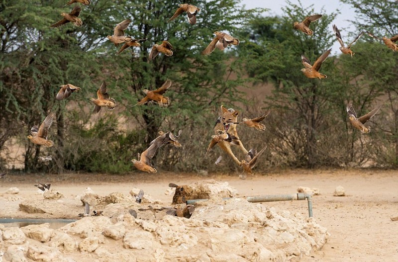 Полет шакала во время охоты на рябчиков