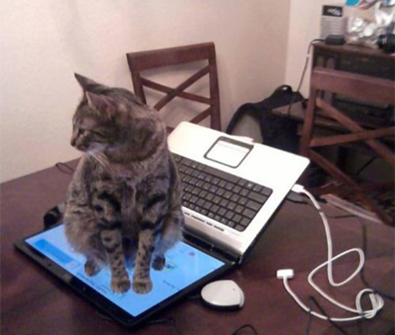 А самое главное, что с котиком совершенно невозможно договориться. Ты просил не садиться на клавиатуру? Да пожалуйста.