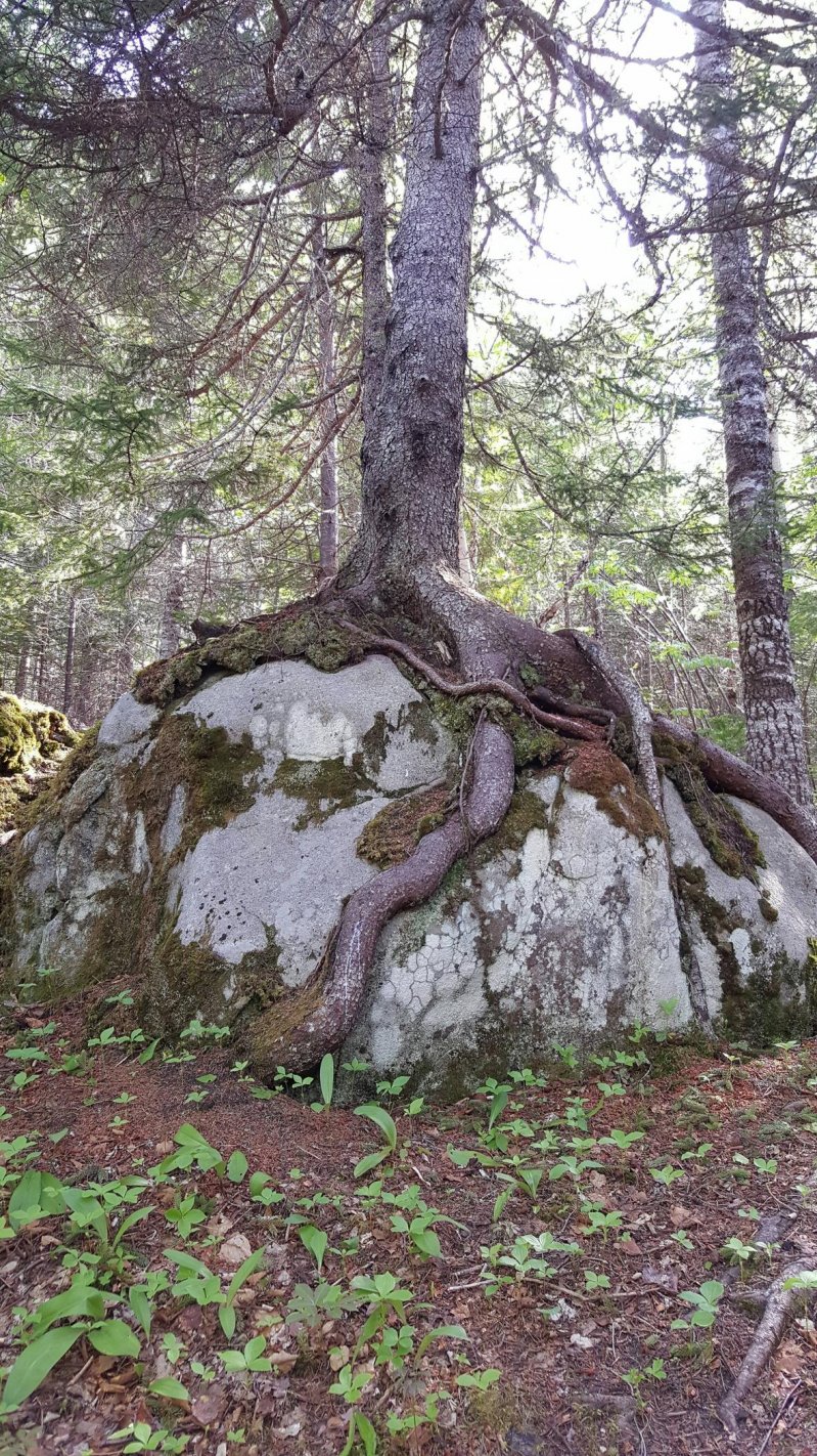 Дерево, растущее на камне
