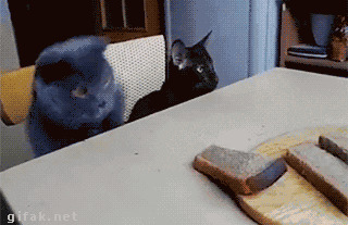 Гифки с котиками