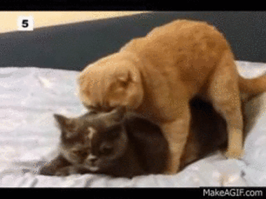 Сможете ли вы описать свой первый сексуальный опыт при помощи гифки?