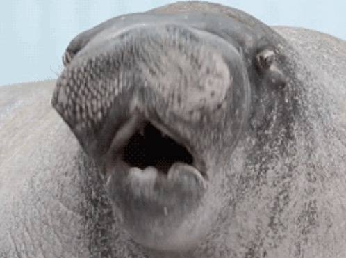 Сможете ли вы описать свой первый сексуальный опыт при помощи гифки?