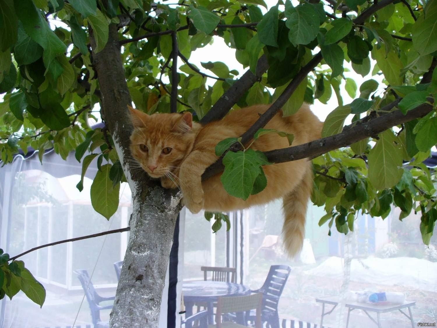 Кот висит на ветке дерева