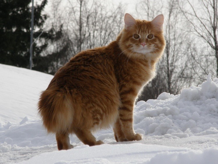 Породы больших кошек ? Самые большие породы домашних кошек в мире