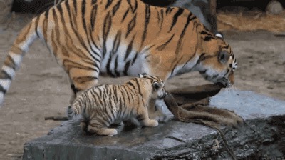 Зверская атака тигра: