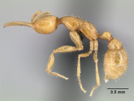 Подземные муравьи Martialis Heureka