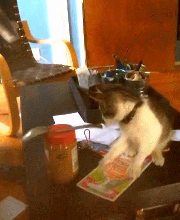 Кот залип