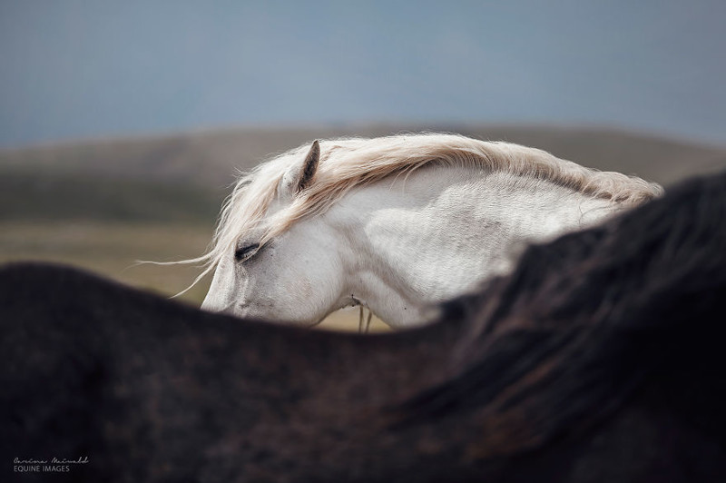 Лошади, которые дали девушке-фотографу силы жить