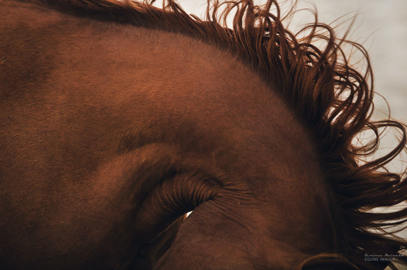 Лошади, которые дали девушке-фотографу силы жить