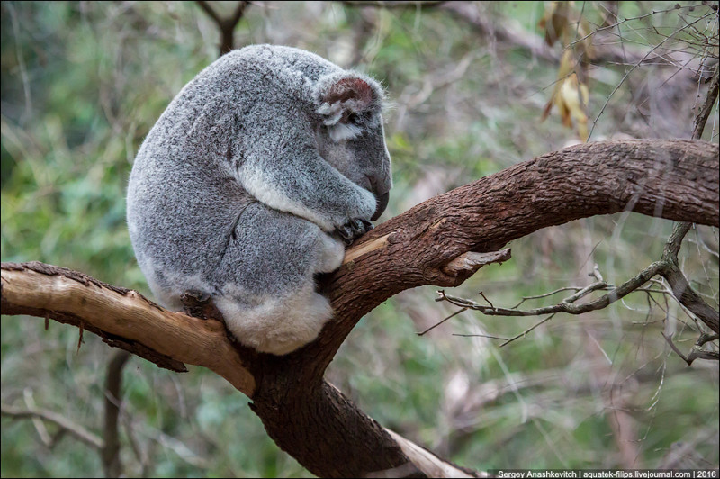 Почему коалам не нужен мозг