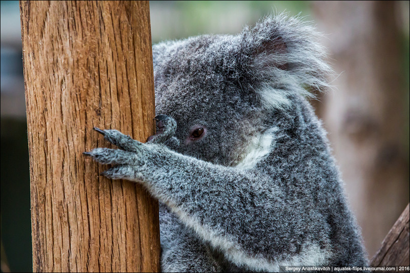 Почему коалам не нужен мозг