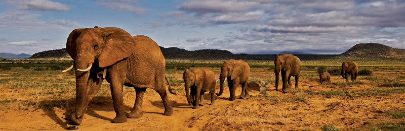 Фотошоперы развернули добрую битву ради потерявшего слоника ребёнка
