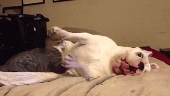 Любовь или раздор?